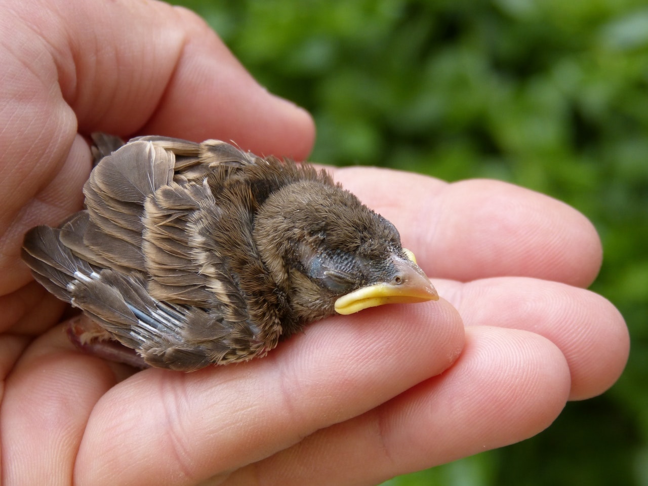 hand holding a sleeping sparrow; why does Jesus bless the meek?